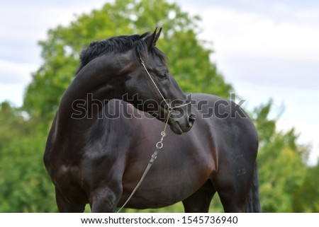 Black hannoverian horse in show halter standing in the field. Animal portrait close up.