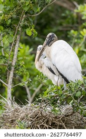 Black head Wood Stork with its Juvenile baby on the tree branch