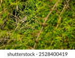 Black headed Cuckoo Shrike on the tree