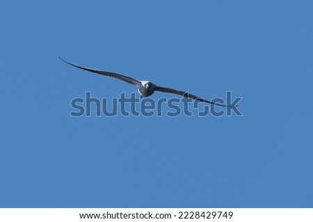 Similar – Image, Stock Photo Swift soaring with fully extended wings against blue sky