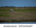 black headed gull in flight at pegwell bay country park