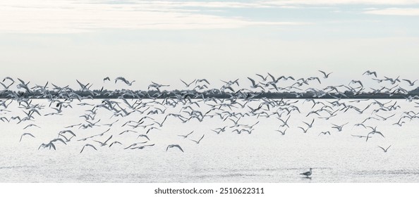 Black headed gull flock in flight  - Powered by Shutterstock