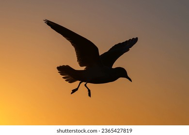 Black headed Gull, Larus ridibundus, non breeding plumage bird in flight
					Norfolk against a golden pre dawn sky
					
					
