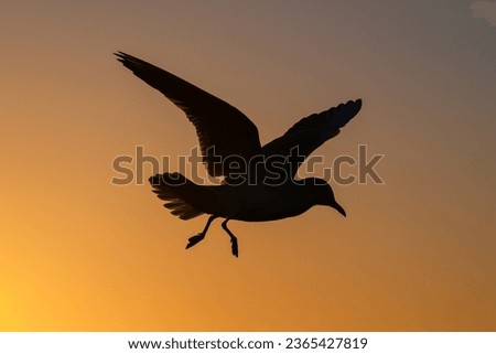 Black headed Gull, Larus ridibundus, non breeding plumage bird in flight
Norfolk against a golden pre dawn sky

