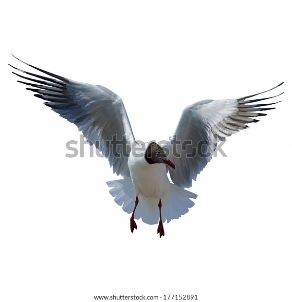 A Black headed\
Gull on flying isolated on white background.(Larus ridibundus)\
Bangpu\
Samuthprakharn,Thailand
