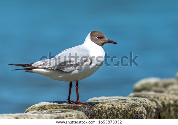 A black headed\
gull stands on a breakwater