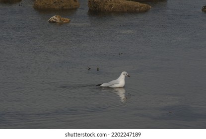 Black Headed Gull Wades At Low Water In Search Of Food