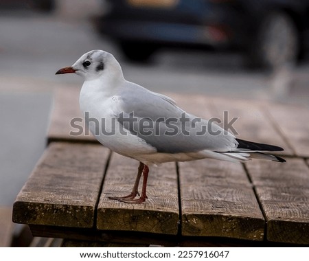 A Black Headed Gull Waiting On A Wooden Picnic Table