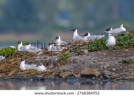 Black headed gulls resting and nesting on a muddy bank near water in Razice, Czechia