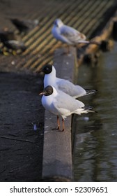 Black Headed Gulls Roosting Forming Lineup On A Lake Bank