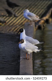 Black Headed Gulls Roosting Forming Lineup On A Lake Bank