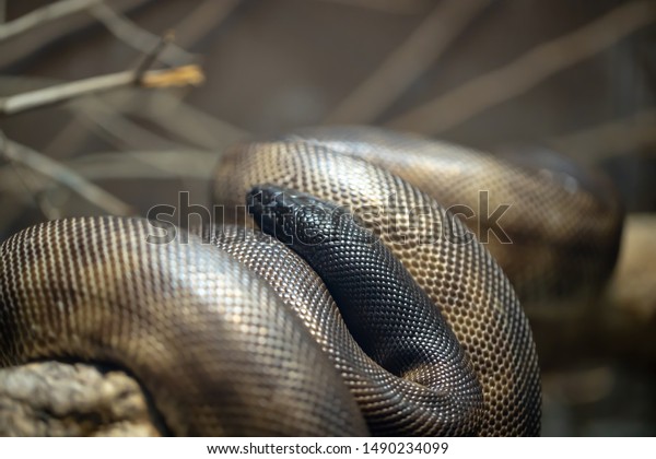 Black Headed Python Non Venomous Snake Stock Photo 1490234099 ...