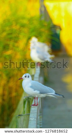 Similar – Image, Stock Photo Neckartiere River