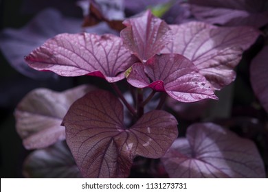 Sweet Potato Vine Hd Stock Images Shutterstock