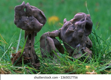 Black Helvella On Grass