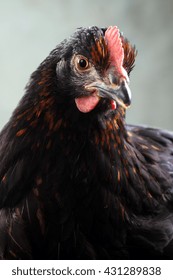 Black Hen