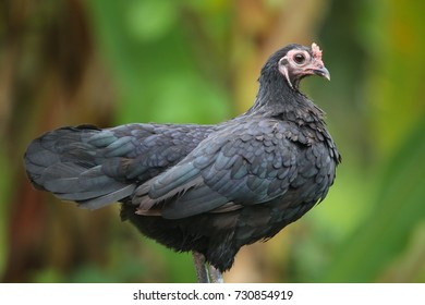black hen