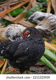 Black Hen Cleaning Her Wings