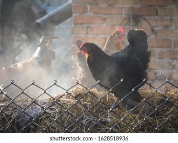 Black Hen In Vapours Rising Above A Pile Of Manure In The Backyard