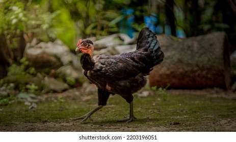 A Black Hen, Walking, Kerala