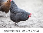 A black hen walks on the ground and searches for grains.