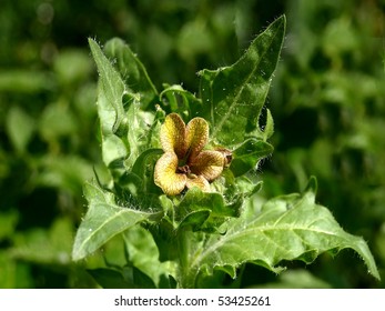 Black Henbane