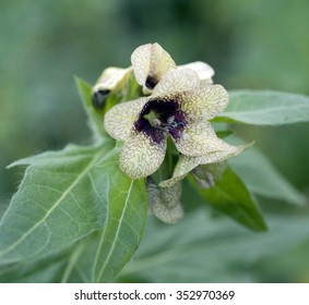 Black Henbane; Hyoscyamus