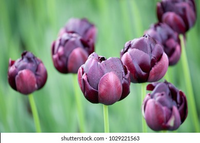 Black Hero Tulip with raindrops