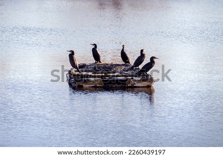 Black heron birds sunbathing together on chilly winter moring in Caldecotte lake 