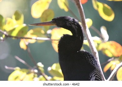 black heron in branches of a tree