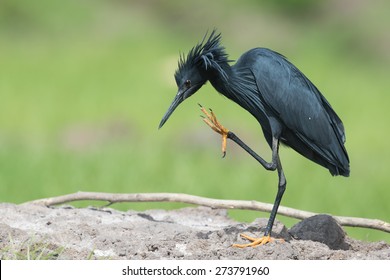 مالك الحزين الأسود : "Black heron" Black-heron-egretta-ardesiaca-one-260nw-273791960