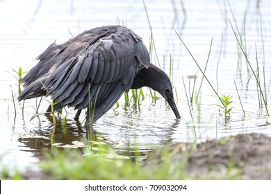 Black heron hunting in shallow water between green grass, South Africa