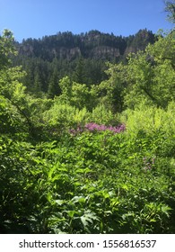 The Black Hills In Lead, South Dakota