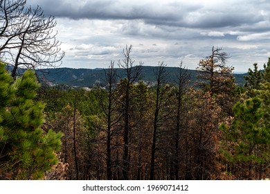 Black Hills National Forest Near Rapid City, SD