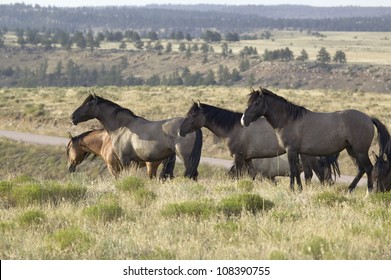 Black Hills Wild Horse Sanctuary, South Dakota