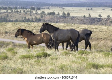 Black Hills Wild Horse Sanctuary, South Dakota