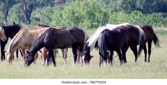 Black Hills Wild Horse Sanctuary
Hot Springs, South Dakota