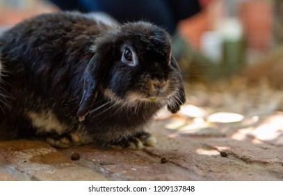 Black holland lop rabbit eating vegetable on the floor.