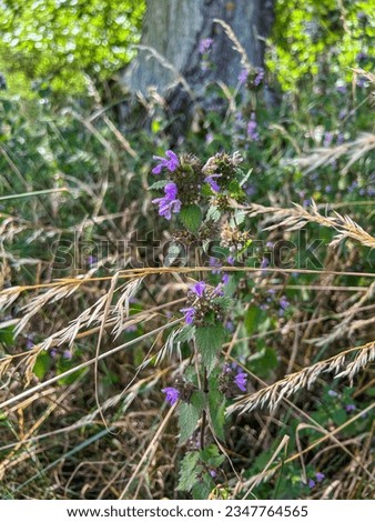 Similar – Image, Stock Photo Scented nettle with bee