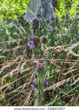 Image, Stock Photo Scented nettle with bee