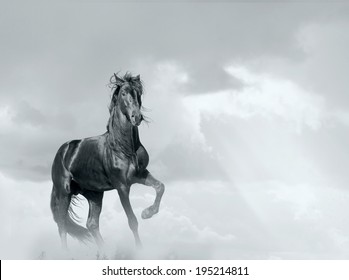 Black Horse