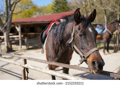 A Black Horse At A Horse Breeding Farm In A Village On Spring Sunset On Dreamy Meadow In Golden Hour