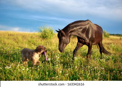 Black horse and briard dog