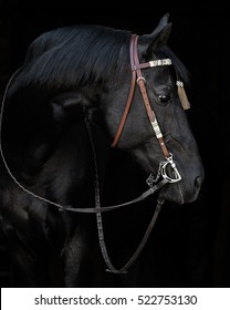 Western Bridle Images Stock Photos Vectors Shutterstock