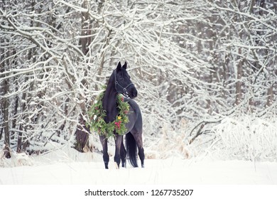black horse with christmas wreath. winter