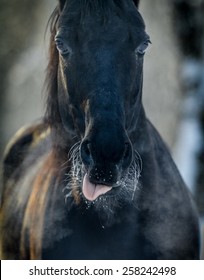 Black Horse Close Up (small Grip)