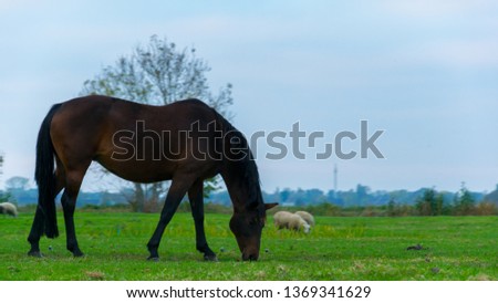 A black horse eating grass on the plain of Giethoorn, the Netherlands.