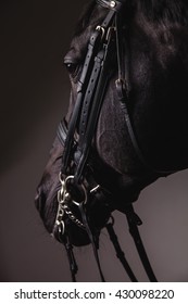 Black horse face with equestrian equipment closeup. Concept of animal loving and having hobby