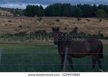 Black horse in a field in Patagonia