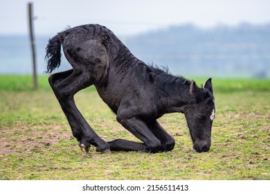 Black horse. A foal lies down on the grass